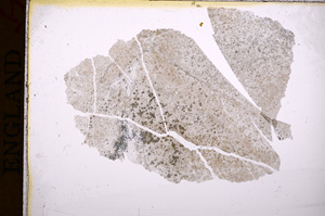 Plane Polarized, E17325