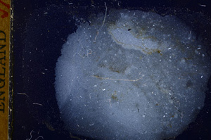 Cross Polarized, E17346