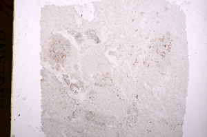 Plane Polarized, E17360