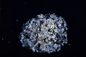 Cross Polarized, E17444