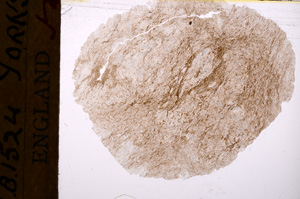 Plane Polarized, E17471