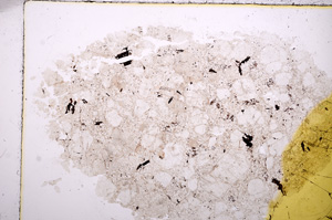 Plane Polarized, E17484