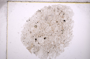 Plane Polarized, E17490