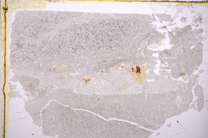 Plane Polarized, E17510