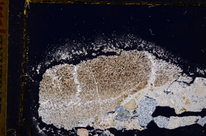 Cross Polarized, E17511