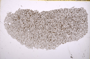 Plane Polarized, E17539