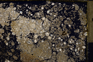 Cross Polarized, E17559