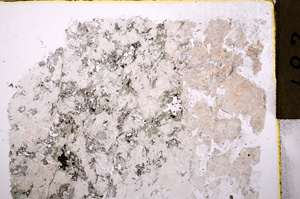 Plane Polarized, E17613