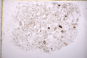 Plane Polarized, E17631