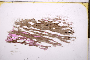 Plane Polarized, E17647