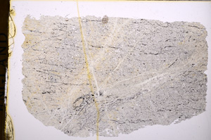 Plane Polarized, E17649