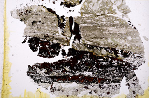 Plane Polarized, E17657