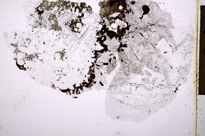 Plane Polarized, E17659