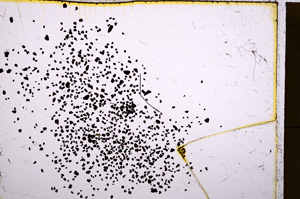 Plane Polarized, E17710