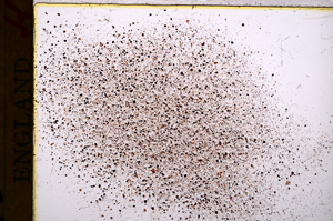 Plane Polarized, E17732