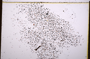 Plane Polarized, E17751