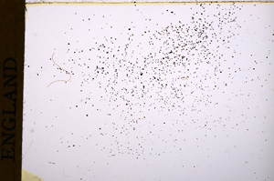 Plane Polarized, E17769