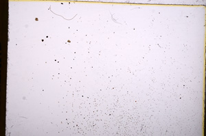 Plane Polarized, E17770