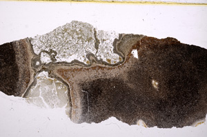 Plane Polarized, E17781