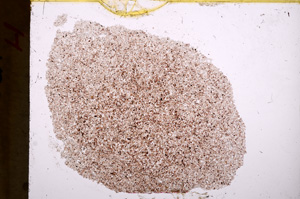 Plane Polarized, E17792