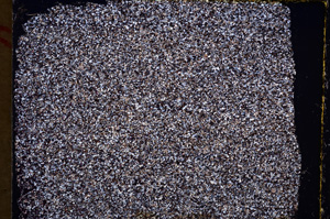 Cross Polarized, E17793