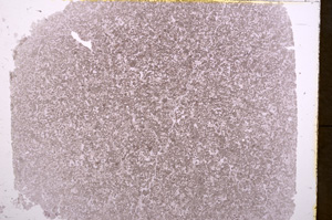 Plane Polarized, E17805/A