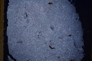 Cross Polarized, E17813