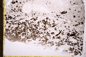 Plane Polarized, E17823