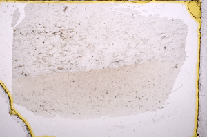 Plane Polarized, E17852