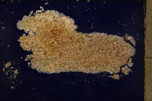 Cross Polarized, E17875