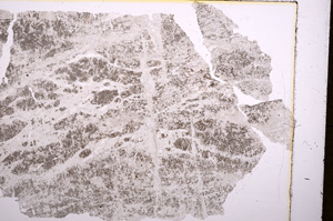 Plane Polarized, E17888