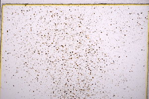Plane Polarized, E17909