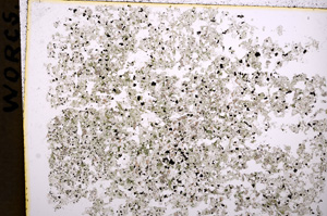 Plane Polarized, E17950