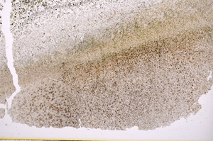 Plane Polarized, E17952