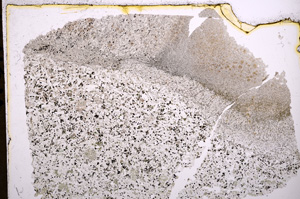 Plane Polarized, E17953