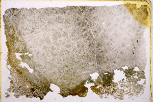 Plane Polarized, E17956