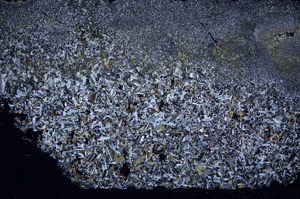 Cross Polarized, E17957