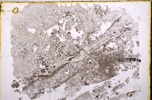 Plane Polarized, E17971