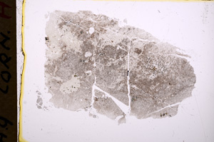 Plane Polarized, E17974