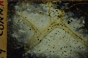 Cross Polarized, E17985/A