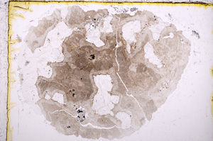 Plane Polarized, E18017