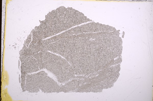 Plane Polarized, E18042