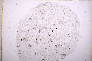 Plane Polarized, E18050