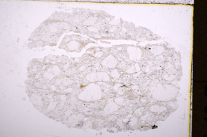 Plane Polarized, E18055