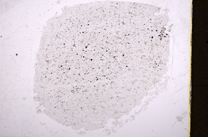 Plane Polarized, E18105