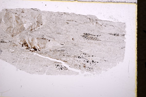 Plane Polarized, E18112