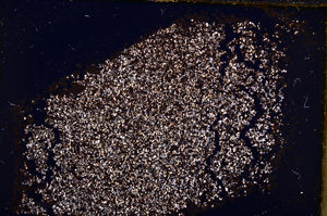 Cross Polarized, E18164