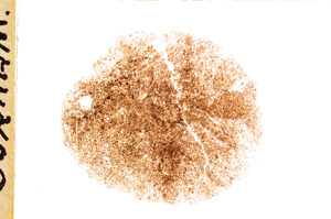 Plane Polarized, E18172/A