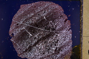 Cross Polarized, E18181