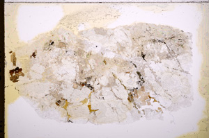 Plane Polarized, E18184